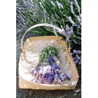 Levanduľa úzkolistá  -  Lavandula angustifolia 'Hidcote Blue'  Co2L 15/20