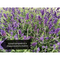 Levanduľa úzkolistá  -  Lavandula angustifolia 'Hidcote Blue'  Co2L 15/20