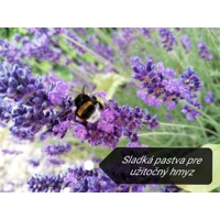 Levanduľa úzkolistá  -  Lavandula angustifolia 'Hidcote Blue'  Co2L 15/20