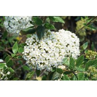 Kalina - Viburnum burkwoodii  - 60/80cm