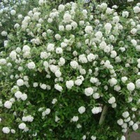 Kalina - Viburnum burkwoodii  - 60/80cm