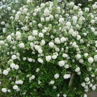 Kalina - Viburnum burkwoodii Co3L 30/40