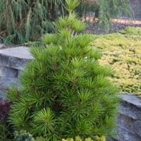 Dáždnikovec praslenovitý- Sciadopitys verticillata - 20/30cm