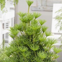 Dáždnikovec praslenovitý- Sciadopitys verticillata - 20/30cm