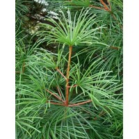 Dáždnikovec praslenovitý- Sciadopitys verticillata - 20/30cm
