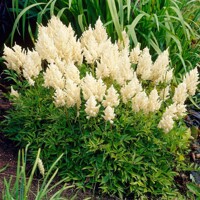 Astilba - Astilbe Arendsii ´Weisse Gloria´ Co14