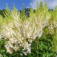 Astilba - Astilbe Arendsii ´Weisse Gloria´ Co14