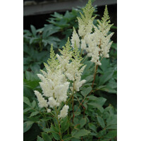 Astilba - Astilbe Arendsii ´Weisse Gloria´ Co14