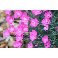 Dianthus gratianopolitanus 'Pink Jewel' K9