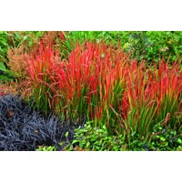 Imperáta valcovitá - Imperata cylindrica ´Red Baron´