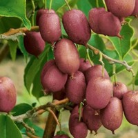 Actinidia arguta - mini kiwi 'Ken´s Red'