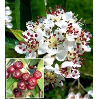 Jarabina čierna - Aronia arbutifolia ´Brilliant´ Co2L