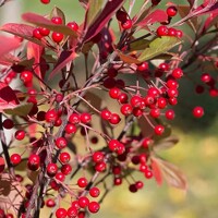 Jarabina čierna - Aronia arbutifolia ´Brilliant´ Co2L