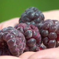 Malina fialová - Rubus idaeus ´Malling Passion' Co2L