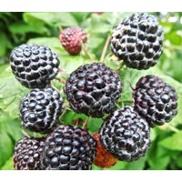 Malina čierna - Rubus occidentalis ´Black Jewel' Co2L