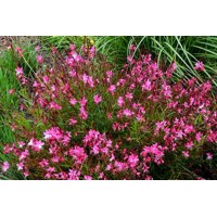 Gaura lindheimeri ´Red´