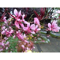 Gaura lindheimeri ´Rose´ P13