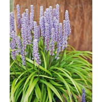Liriope muscari ´Ingwersen´