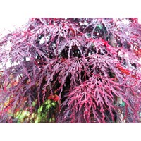 Javor dla?olistý - Acer palmatum  'Dissectum Garnet'  VELKÝ- na 100cm kmeni