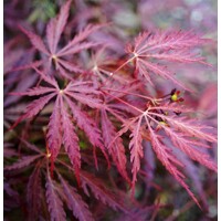 Javor dla?olistý - Acer palmatum  'Dissectum Garnet'  VELKÝ- na 100cm kmeni