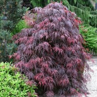 Javor dla?olistý - Acer palmatum  'Dissectum Garnet'  VELKÝ- na 100cm kmeni