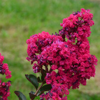 Lagerstroemia indica ‘Fuchsia d'Été’ – myrta krepová s fuchsiovým kvetom (80 cm+)