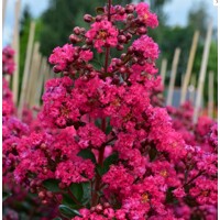 Lagerstroemia indica ‘Fuchsia d'Été’ – myrta krepová s fuchsiovým kvetom (80 cm+)