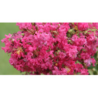 Lagerstroemia indica ‘Fuchsia d'Été’ – myrta krepová s fuchsiovým kvetom (80 cm+)