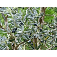 Olivovník európsky - Olea europaea Co180L  80-100  (strihané)