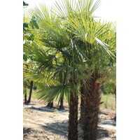 Palma konoponá - Chamaerops Excelsa -  Trachycarpus fortunei Co15L