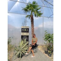 Palma konopná Trachycarpus fortunei – mrazuvzdorná palma s vysokým kmeňom
