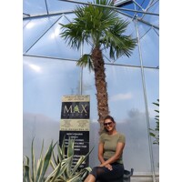 Palma konopná Trachycarpus fortunei – mrazuvzdorná palma s vysokým kmeňom