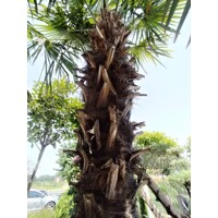 Palma konopná Trachycarpus fortunei – mrazuvzdorná palma s vysokým kmeňom