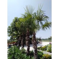 Palma konopná Trachycarpus fortunei – mrazuvzdorná palma s vysokým kmeňom