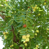 Ziziphus sativa “Jujuba” (?ínska ?atla) - 160/200cm