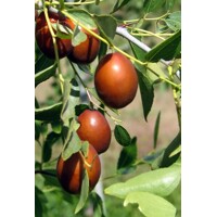Ziziphus sativa “Jujuba” (?ínska ?atla) - 160/200cm