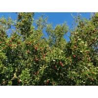 Ziziphus sativa “Jujuba” (?ínska ?atla) - 160/200cm