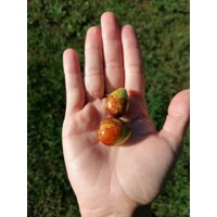 Ziziphus sativa “Jujuba” (?ínska ?atla) - 160/200cm