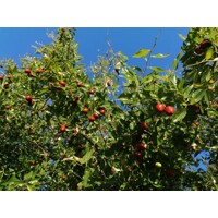 Ziziphus sativa “Jujuba” (?ínska ?atla) - 160/200cm
