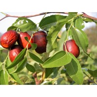 Ziziphus sativa “Jujuba” (?ínska ?atla) - 160/200cm