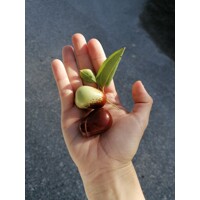 Ziziphus sativa “Jujuba” (?ínska ?atla) - 160/200cm