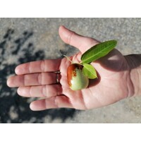 Ziziphus sativa “Jujuba” (?ínska ?atla) - 160/200cm