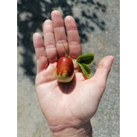 Ziziphus sativa “Jujuba” (?ínska ?atla) - 160/200cm