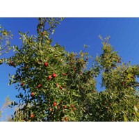 Ziziphus sativa “Jujuba” (?ínska ?atla) - 160/200cm