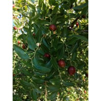 Ziziphus sativa “Jujuba” (?ínska ?atla) - 160/200cm