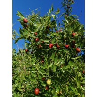 Ziziphus sativa “Jujuba” (?ínska ?atla) - 160/200cm