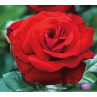 Ruža záhonová - Rosa floribunda ´Grand Selection´- ?ervená