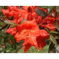 Azalka ve?kokvetá - Azalea Knaphill - MIX FARIEB! - 60+cm