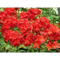Azalka ve?kokvetá - Azalea Knaphill - MIX FARIEB! - 60+cm