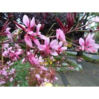 Gaura lindheimeri ´Siskiyou Pink´